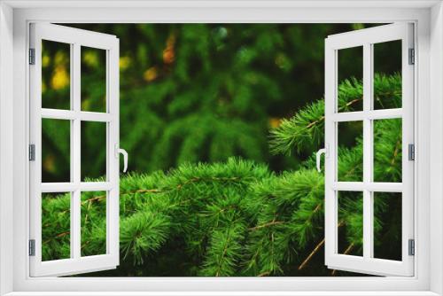Fototapeta Naklejka Na Ścianę Okno 3D - conifer branches