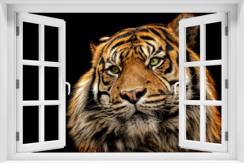 Fototapeta Naklejka Na Ścianę Okno 3D - Portrait tiger on the black background