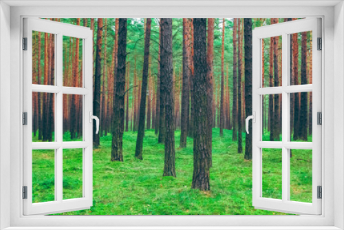 Fototapeta Naklejka Na Ścianę Okno 3D - Pine forest green landscape