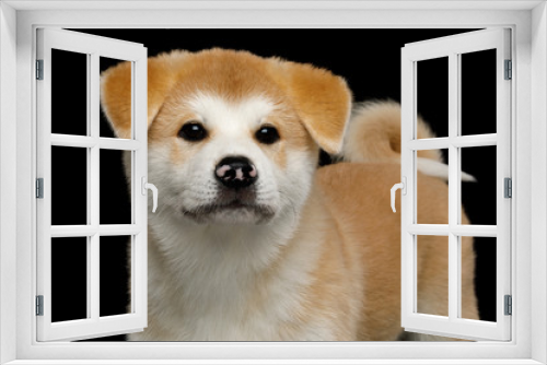 Fototapeta Naklejka Na Ścianę Okno 3D - Close-up Young Akita Inu Puppy on Isolated Black Background, front view