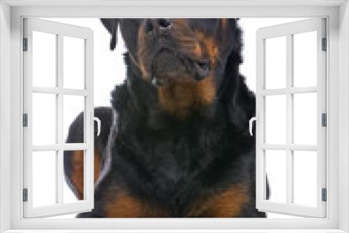 Fototapeta Naklejka Na Ścianę Okno 3D - rottweiler dog resting