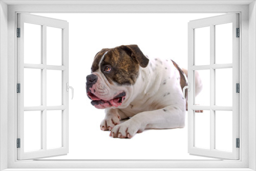 Fototapeta Naklejka Na Ścianę Okno 3D - american bulldog isolated on a white background