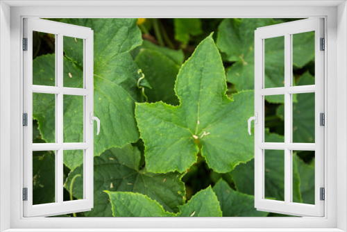 Fototapeta Naklejka Na Ścianę Okno 3D - Organic cucumber plant leaves