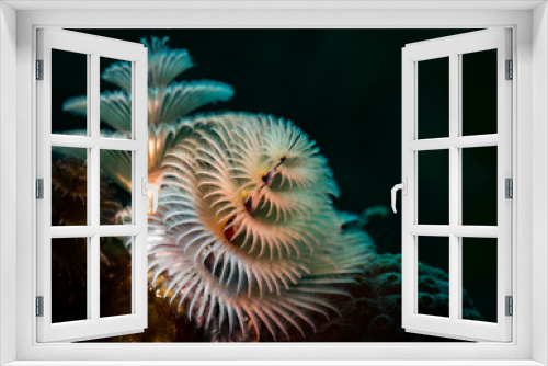 Fototapeta Naklejka Na Ścianę Okno 3D - Christmas tree worms  (Spirobranchus giganteus), Bonaire, Netherlands Antilles