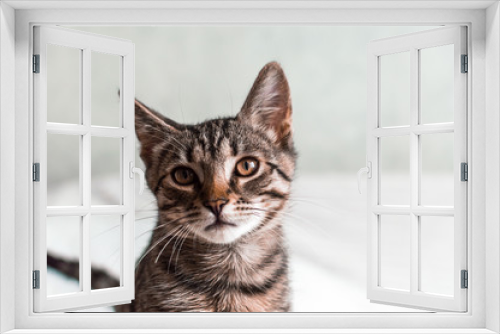 Fototapeta Naklejka Na Ścianę Okno 3D - portrait of a kitten close-up