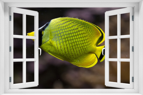 Fototapeta Naklejka Na Ścianę Okno 3D - Latticed butterflyfish.(Chaetodon rafflesii).