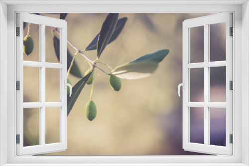 Fototapeta Naklejka Na Ścianę Okno 3D - Grüne Oliven auf Olivenbaum, Sommer