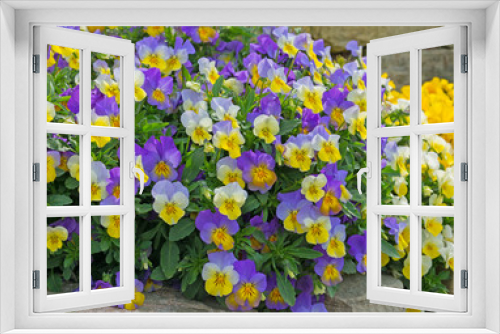 Fototapeta Naklejka Na Ścianę Okno 3D - Blühende Horn-Veilchen, Viola cornuta