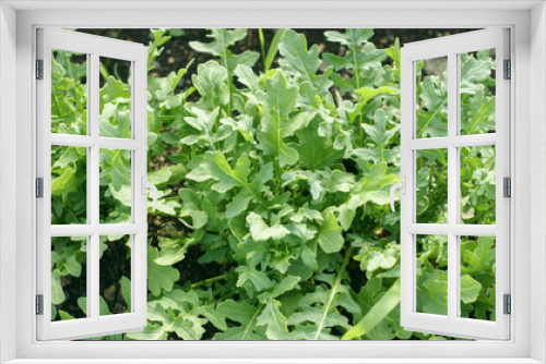 Fototapeta Naklejka Na Ścianę Okno 3D - Juicy green rucola grows in the garden