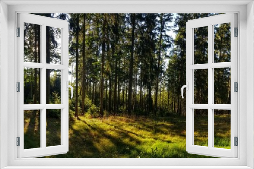 Fototapeta Naklejka Na Ścianę Okno 3D - panorama view in the forest with trees and rays