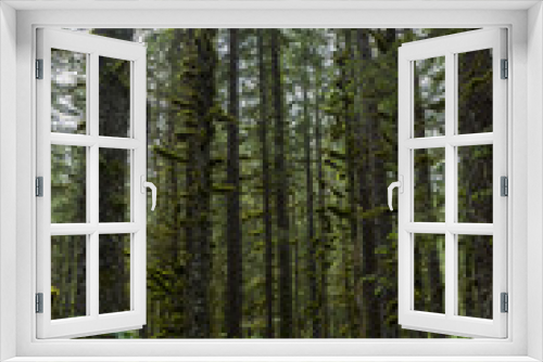 Fototapeta Naklejka Na Ścianę Okno 3D - Tonsina Forrest