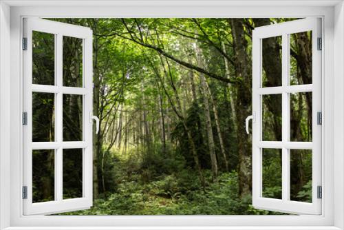 Fototapeta Naklejka Na Ścianę Okno 3D - distant light through a clearing in a forest