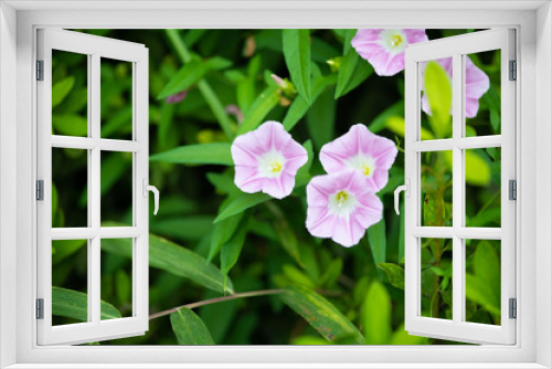 Fototapeta Naklejka Na Ścianę Okno 3D - ピンク色のコヒルガオの花