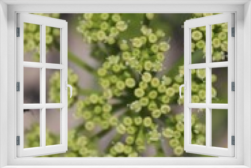 Fototapeta Naklejka Na Ścianę Okno 3D - Summer plants