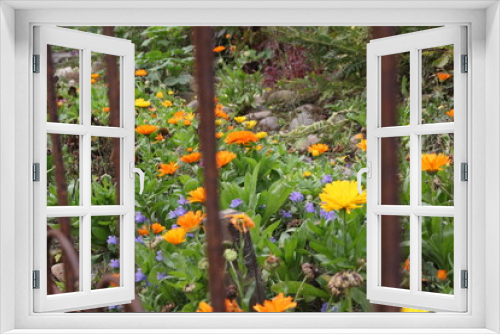 Fototapeta Naklejka Na Ścianę Okno 3D - Eschscholzia californica behind rusty Iron Fence