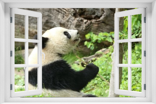 Fototapeta Naklejka Na Ścianę Okno 3D - Panda bear eating and relaxing