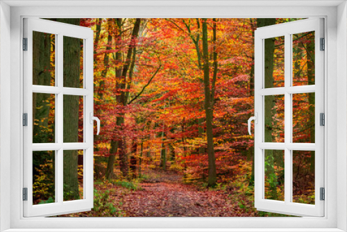Fototapeta Naklejka Na Ścianę Okno 3D - Stunning autumn full of red and yellow leaves forest