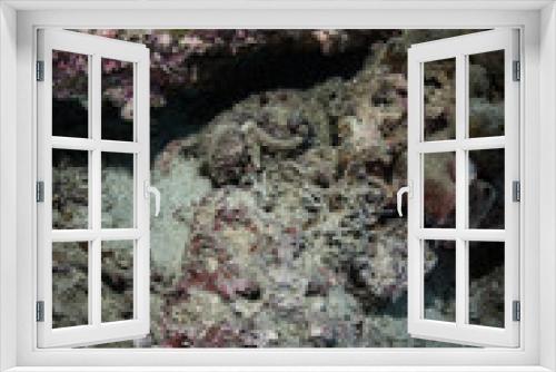 Fototapeta Naklejka Na Ścianę Okno 3D - Venomous Stonefish on Seafloor in Raja Ampat