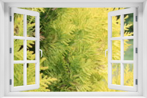 Fototapeta Naklejka Na Ścianę Okno 3D - Chamaecyparis or false cypress