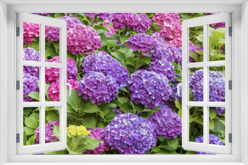 Fototapeta Naklejka Na Ścianę Okno 3D - Blooming Pink and Purple  Hydrangea Flowers in a Garden