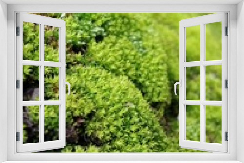 Fototapeta Naklejka Na Ścianę Okno 3D - Green fungi beautiful ground image