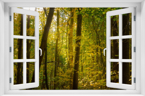 Fototapeta Naklejka Na Ścianę Okno 3D - Thick Forest with Sunlight Filtrering Through the tall Trees on a Fall Day