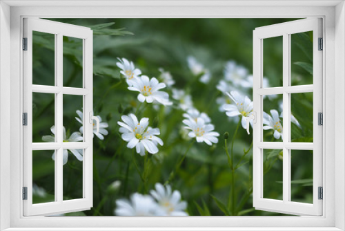 Fototapeta Naklejka Na Ścianę Okno 3D - white flowers (Stellaria holostea)