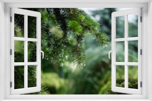 Fototapeta Naklejka Na Ścianę Okno 3D - Rainy morning pine 