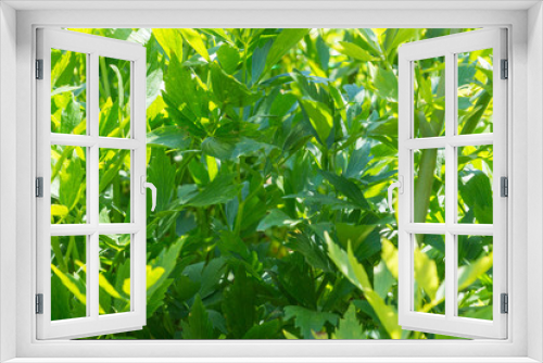 Fototapeta Naklejka Na Ścianę Okno 3D - Levisticum officinale, known as lovage, growing in a cottage garden on a vegetable patch, used in traditional cuisine for soups, salads and fermented vegetables, healthy and delicious and easy-to-grow