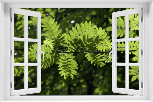 Fototapeta Naklejka Na Ścianę Okno 3D - Mountain Ash (Rowan) Foliage on Flumserberg