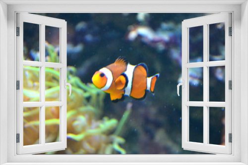 Fototapeta Naklejka Na Ścianę Okno 3D - Clownfish/ anemonefish/ amphiprioninae
