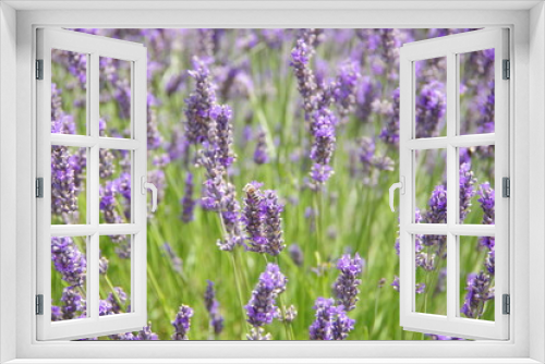 Fototapeta Naklejka Na Ścianę Okno 3D - lavender flowers in UK