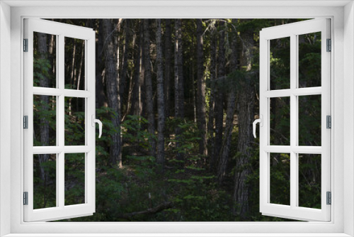Fototapeta Naklejka Na Ścianę Okno 3D - Young Oak Forest