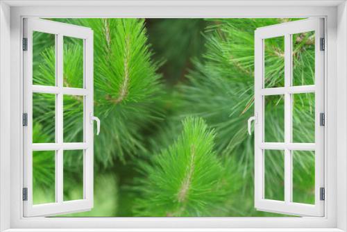 Fototapeta Naklejka Na Ścianę Okno 3D - Brightly green pine branches