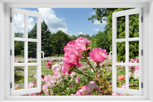 Fototapeta Naklejka Na Ścianę Okno 3D - Pink roses in bloom in the park with thujas and spruces in the background