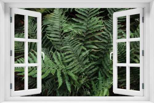 Fototapeta Naklejka Na Ścianę Okno 3D - Perfect natural fern pattern. Beautiful background made with young green fern leaves. Color of kale.