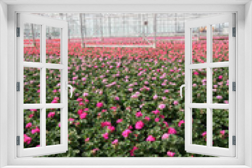 Fototapeta Naklejka Na Ścianę Okno 3D - Greenhouse Flowers