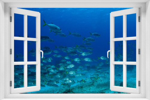 Fototapeta Naklejka Na Ścianę Okno 3D - A school of jacks swimming through the warm tropical water of the Caribbean sea. These silver fish enjoy hanging out together for protection against predators