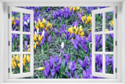 Fototapeta Naklejka Na Ścianę Okno 3D - Frühlingsblumenteppisch