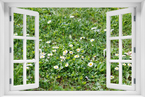 Fototapeta Naklejka Na Ścianę Okno 3D - Chamomiles blossom in the grass in the park