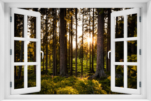 Fototapeta Naklejka Na Ścianę Okno 3D - Sonne leuchtet durch den Wald im Sommer