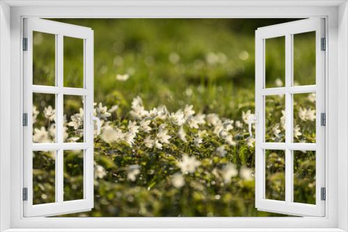 Fototapeta Naklejka Na Ścianę Okno 3D - large field of white anemone flowers in spring