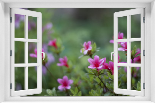 Fototapeta Naklejka Na Ścianę Okno 3D - pink little flowers in garden