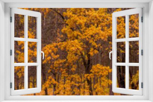 Fototapeta Naklejka Na Ścianę Okno 3D - Photo of orange autumn forest with leaves near the lake