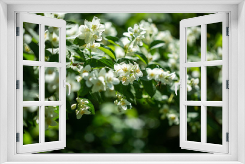 Fototapeta Naklejka Na Ścianę Okno 3D - Beautiful blooming jasmine branch with white flowers.