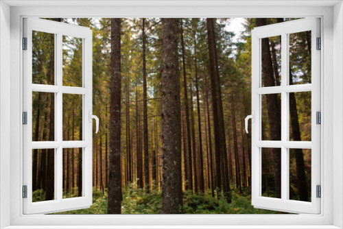 Fototapeta Naklejka Na Ścianę Okno 3D - Wald 2