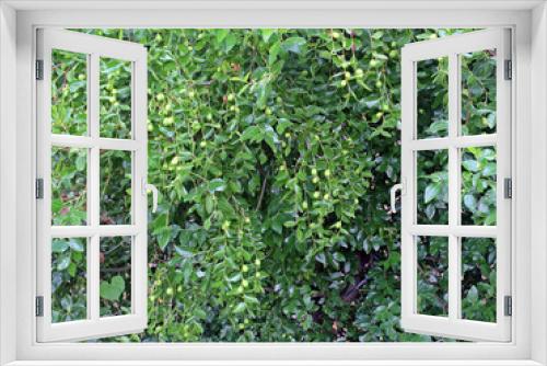 Fototapeta Naklejka Na Ścianę Okno 3D - 대추나무