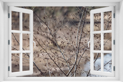 Fototapeta Naklejka Na Ścianę Okno 3D - spring blossoms and leaves on birch trees on blur background