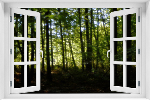 Fototapeta Naklejka Na Ścianę Okno 3D - Światło w lesie