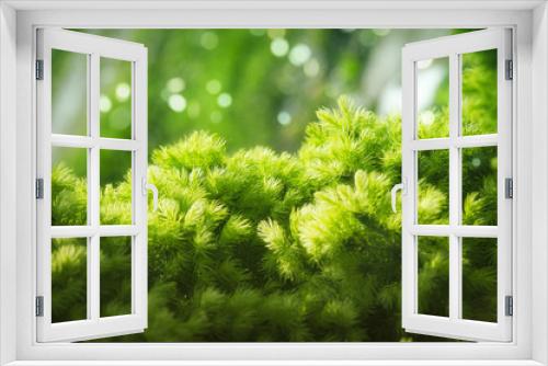 Fototapeta Naklejka Na Ścianę Okno 3D - Greens